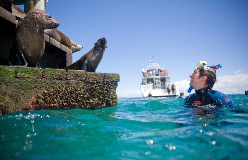 Sorrento: Dolphins & Seals Snorkeling Cruise w/ Lunch - Key Points