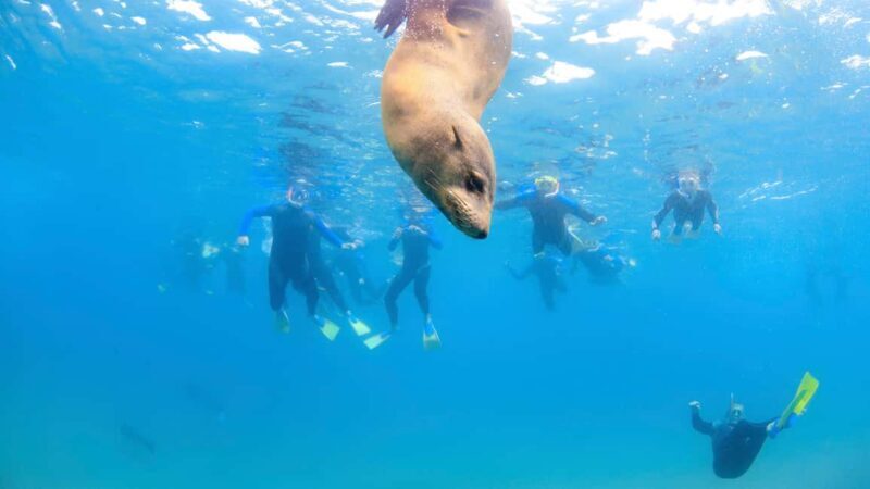 Sorrento: Dolphins & Seals Snorkeling Cruise w/ Lunch - Who Will Enjoy This Tour?