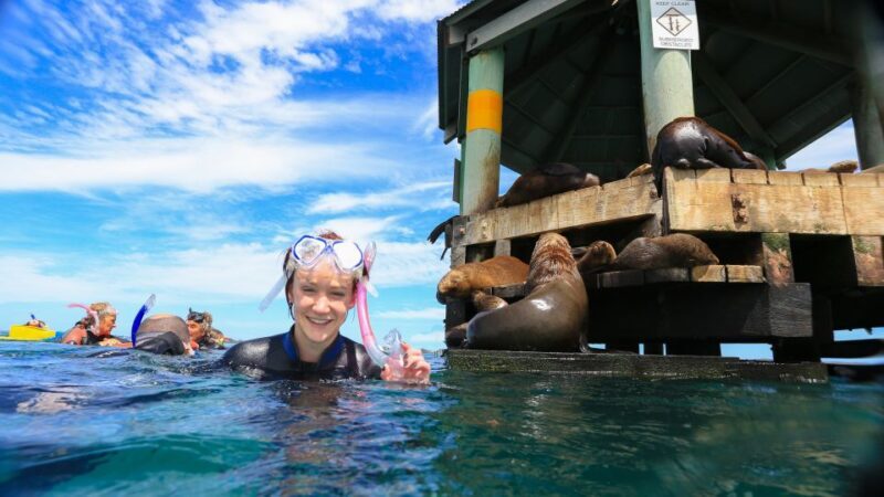 Sorrento: Dolphins & Seals Snorkeling Cruise w/ Lunch - The Sum Up