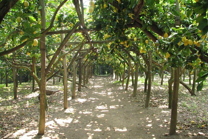 Sorrento Farm and Food Experience including Olive Oil, Limoncello, Wine tasting - Key Points