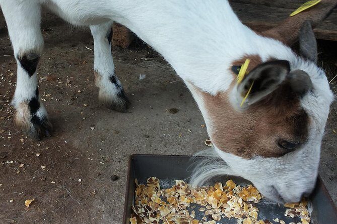 Sorrento Farm and Food Experience including Olive Oil, Limoncello, Wine tasting - An In-Depth Look at the Experience