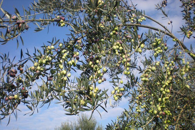 Sorrento Farm and Food Experience including Olive Oil, Limoncello, Wine tasting - Who Will Enjoy This Tour?