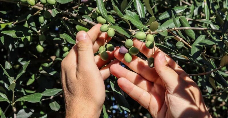 Sorrento: Guided Olive Mill Visit with Tastings - FAQ
