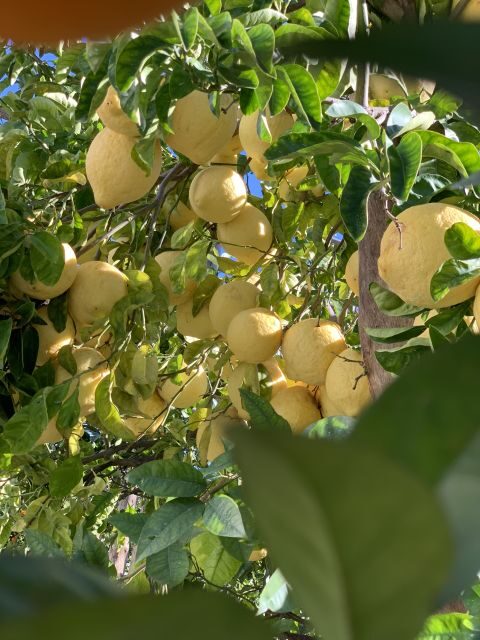 Sorrento: Lemon Garden Tour with Marmalade Tasting - Who Will Appreciate This Tour the Most?
