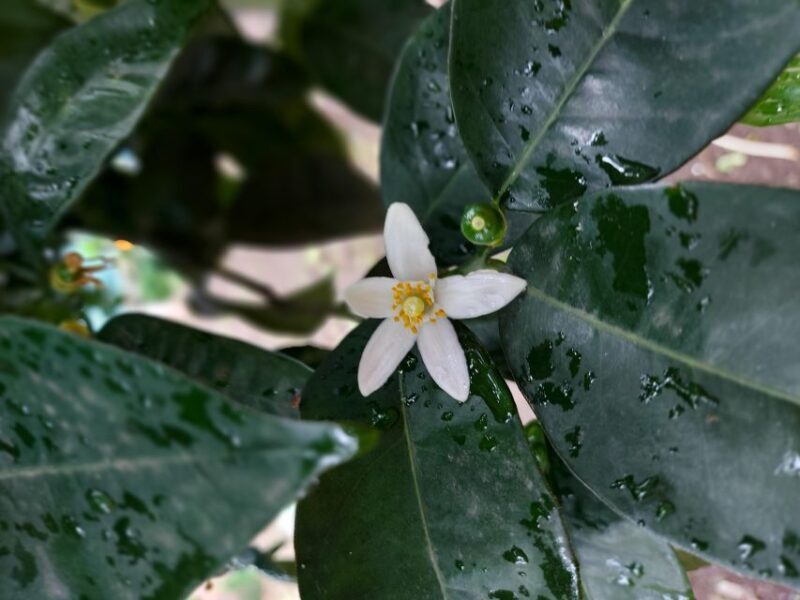 Sorrento: Lemon Garden Tour with Marmalade Tasting - FAQ