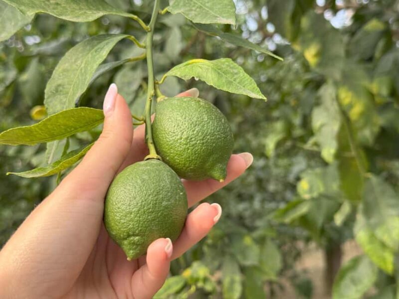 Sorrento: Lemon Tour & Limoncello Spritz Workshop - Sorrento: Lemon Tour & Limoncello Spritz Workshop