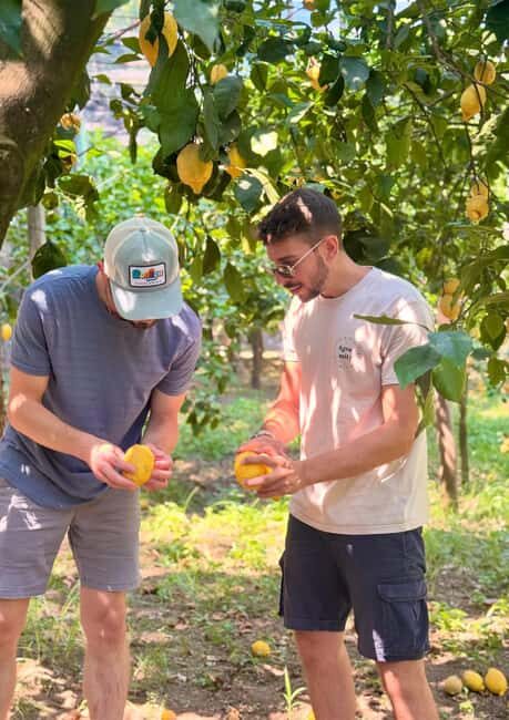 Sorrento: Lemon Tour with Limoncello Tasting - The Art of Limoncello