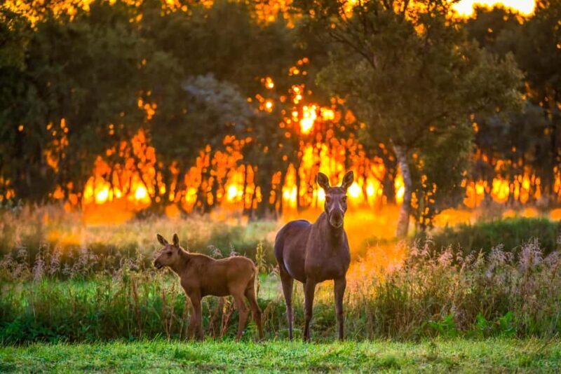 Sortland: Guided Arctic Moose Safari by Car - Experience the Arctic Moose Safari in Sortland, Norway