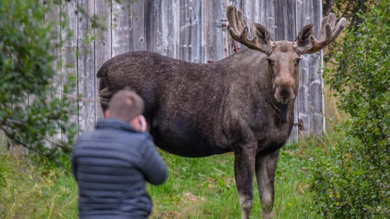 Sortland: Guided Arctic Moose Safari by Car - Key Points