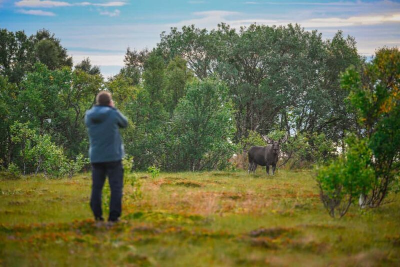 Sortland: Guided Arctic Moose Safari by Car - Who Will Love This Tour?