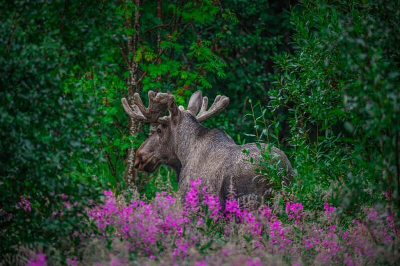 Sortland: Guided Arctic Moose Safari by Car - The Sum Up