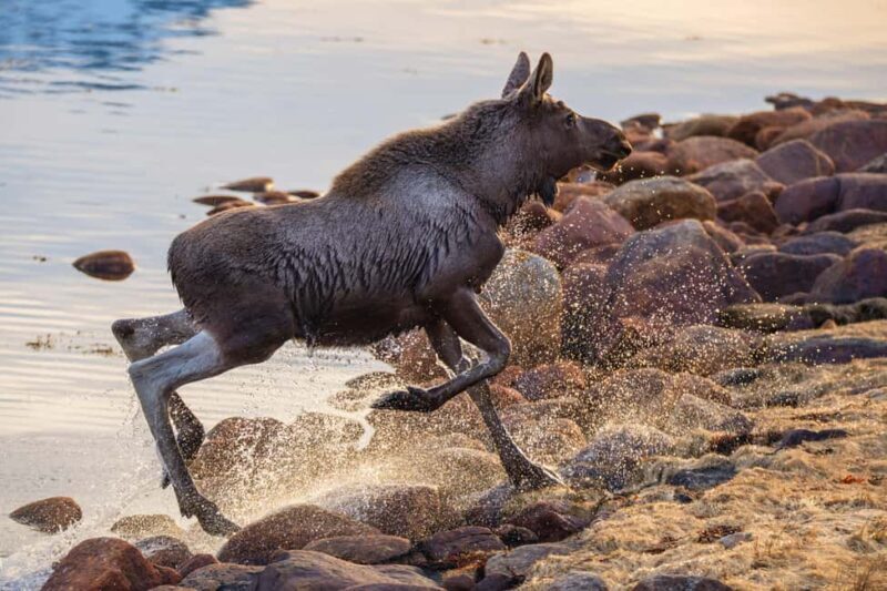Sortland: Guided Arctic Moose Safari by Car - FAQ