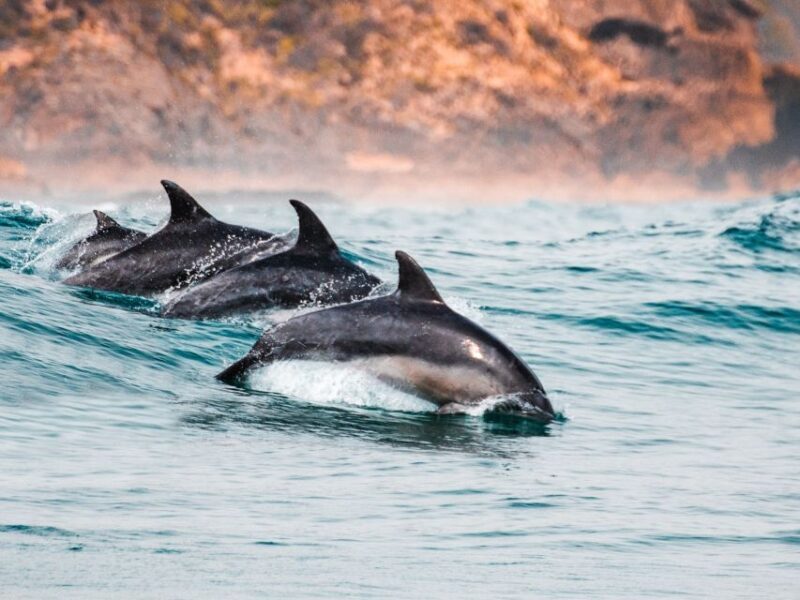 Sotogrande: Dolphin Watching Boat Trip with Drink - An In-Depth Look at the Sotogrande Dolphin Watching Trip