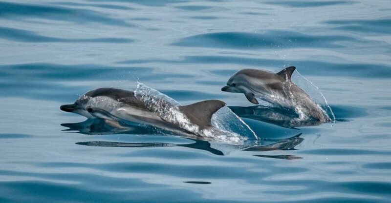 Sotogrande: Dolphin Watching Boat Trip with Drink - Frequently Asked Questions