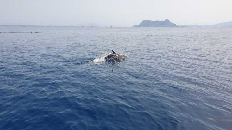 Sotogrande: Dolphin watching experience with expert crew - Key Points