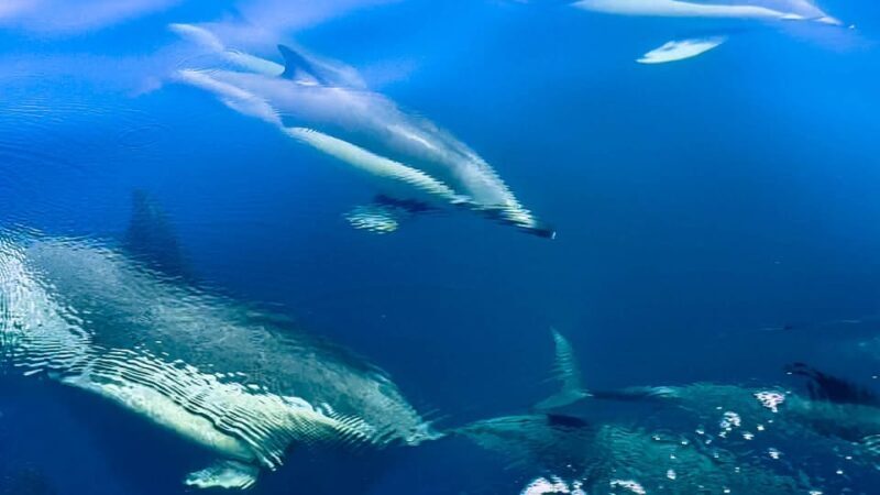 Sotogrande: Dolphin watching experience with expert crew - An In-Depth Look at the Sotogrande Dolphin Watching Experience