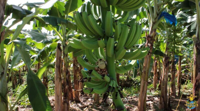 Soufriere Private Day Tour - The Practical Side