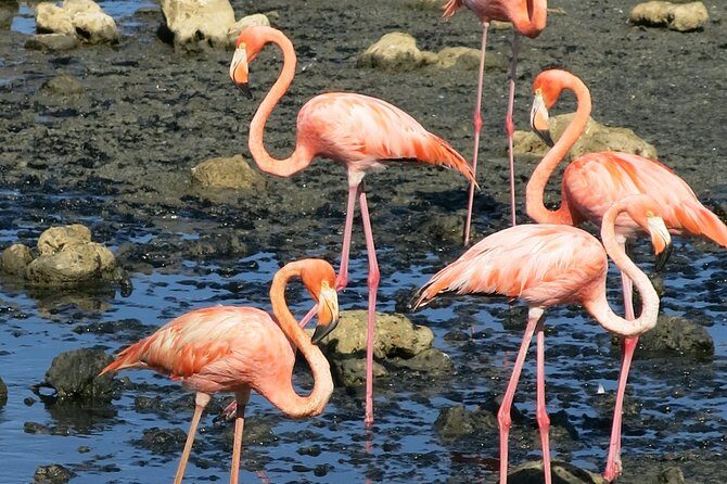 South island tour and Snorkel combo - FAQ: Your Practical Questions Answered