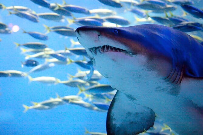 South Korea a Sea Life Busan - A Captivating Marine Adventure in Busan