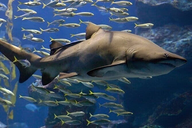 South Korea a Sea Life Busan - The Sum Up