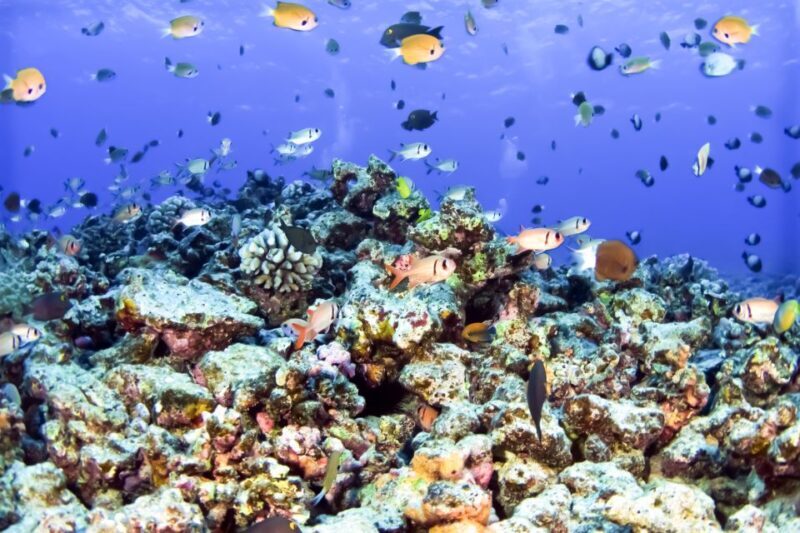 South Maui: Eco Friendly Molokini and Turtle Town Tour - South Maui: Eco Friendly Molokini and Turtle Town Tour
