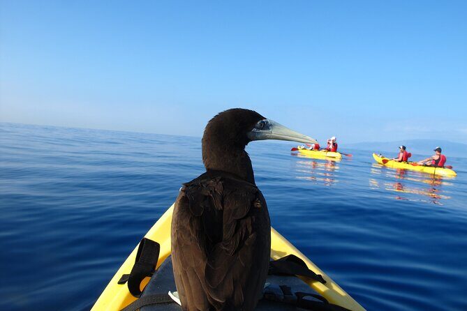 South Maui Kayak and Snorkel Tour with Turtles - Getting Ready for Your Maui Ocean Encounter