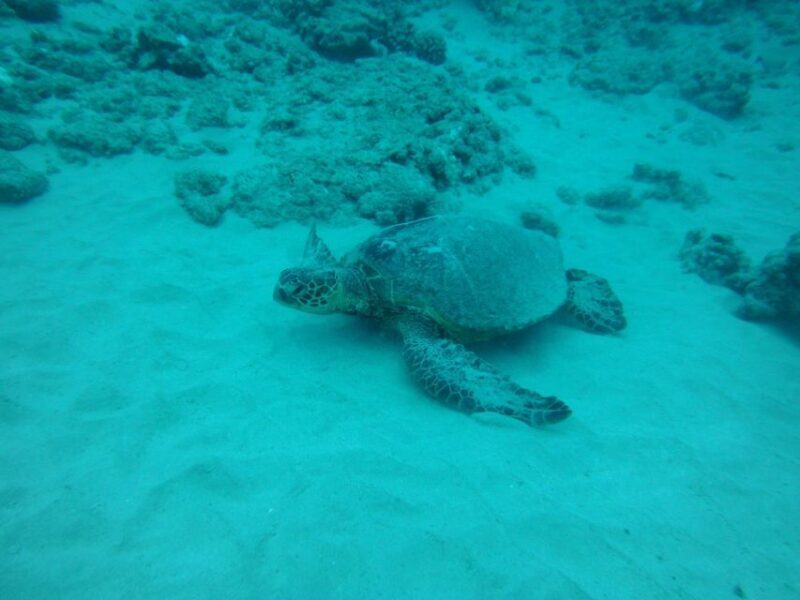 South Maui: Maalaea Guided Luxury Snorkel Cruise - South Maui: Maalaea Guided Luxury Snorkel Cruise