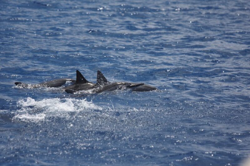 South Maui: Maalaea Guided Luxury Snorkel Cruise - Key Points