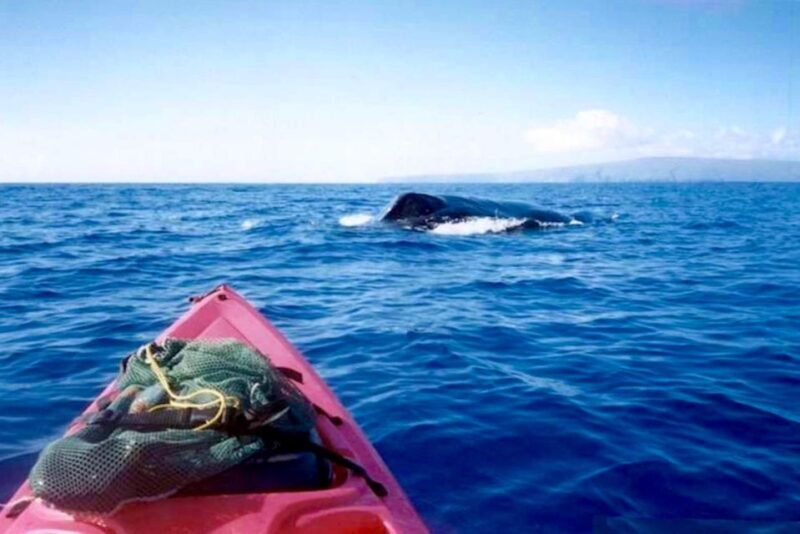 South Maui: Whale Watch Kayaking and Snorkel Tour in Kihei - Exploring the Maui Marine Experience