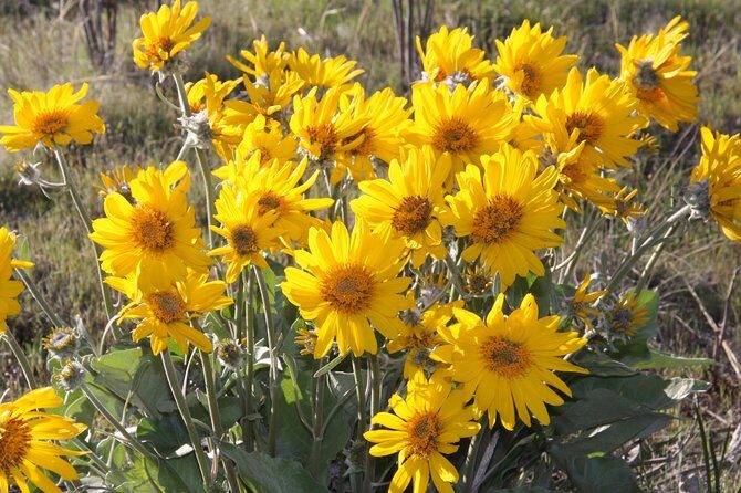 South Okanagan Desert Tour - FAQ