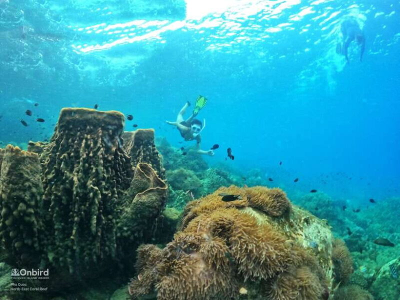 South Phu Quoc: Pro Snorkeling Tour by Speedboat - Frequently Asked Questions