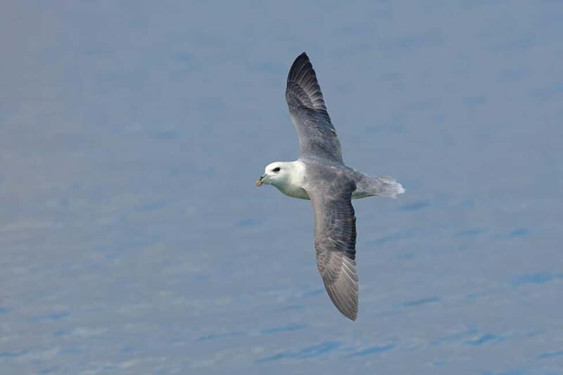South Queensferry: Birdwatching Cruise with RSPB Guide - In-Depth Review: What Makes This Birdwatching Cruise Special