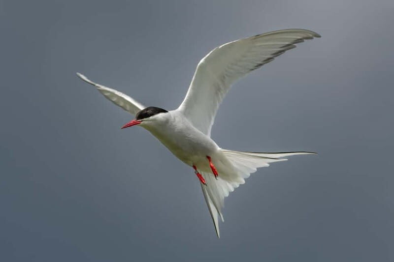South Queensferry: Birdwatching Cruise with RSPB Guide - Who Will Love This Experience?