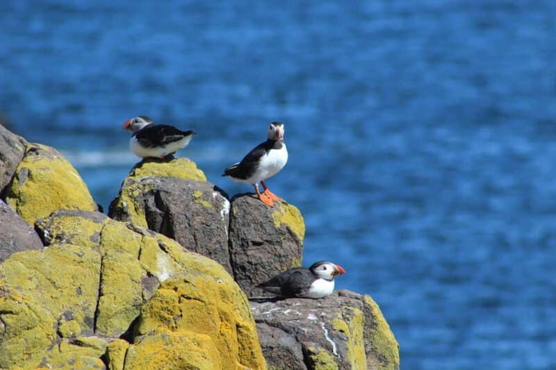 South Queensferry: Birdwatching Cruise with RSPB Guide - FAQ