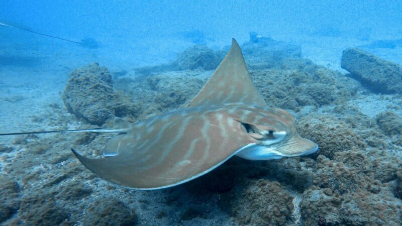 South Tenerife: Guided Snorkeling - Key Points