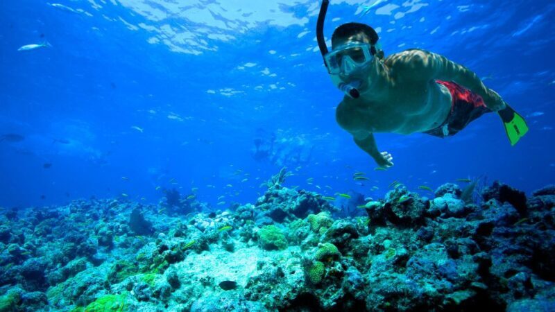 South Tenerife: Guided Snorkeling - The Experience in Detail