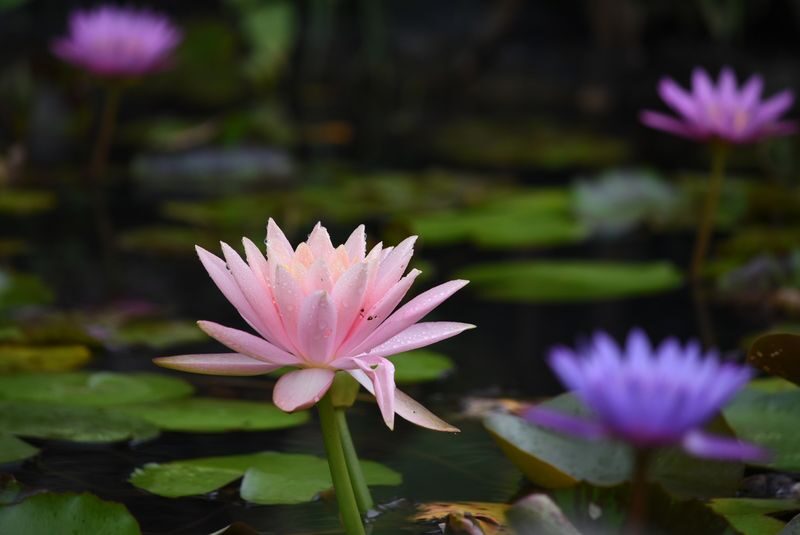 Southeast Botanical Gardens Admission Ticket (Okinawa) - Daylight walk or evening illumination?