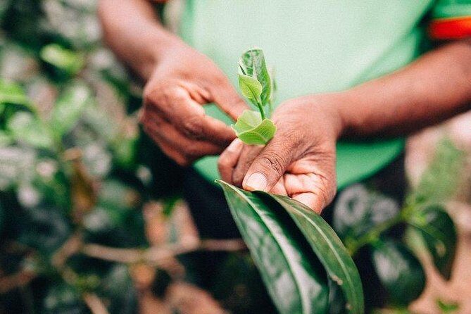 Southern Coast Highlights from Ahangama - Key Points