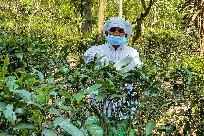 Southern Coast Highlights from Colombo - A Practical Guide to the Southern Coast Highlights Tour