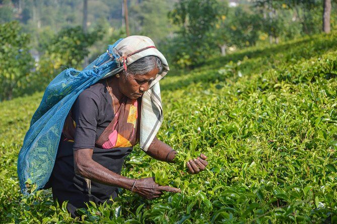 Southern Coast Highlights Tour from Bentota - Frequently Asked Questions