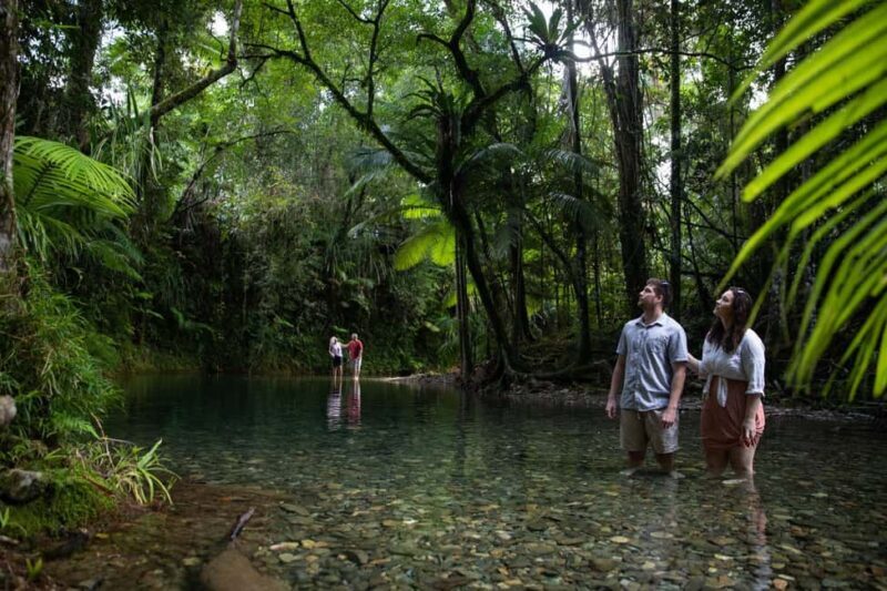 Southern Daintree Explorer Tour - Half Day - A Closer Look at the Southern Daintree Experience