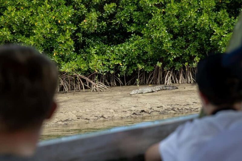 Southern Daintree Explorer Tour - Half Day - Final Thoughts