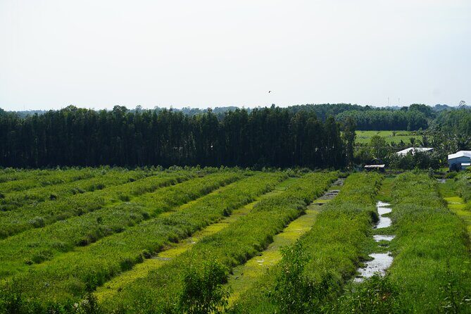 Southern Forest Tour  Explore Hau Giang Nature - Final Thoughts