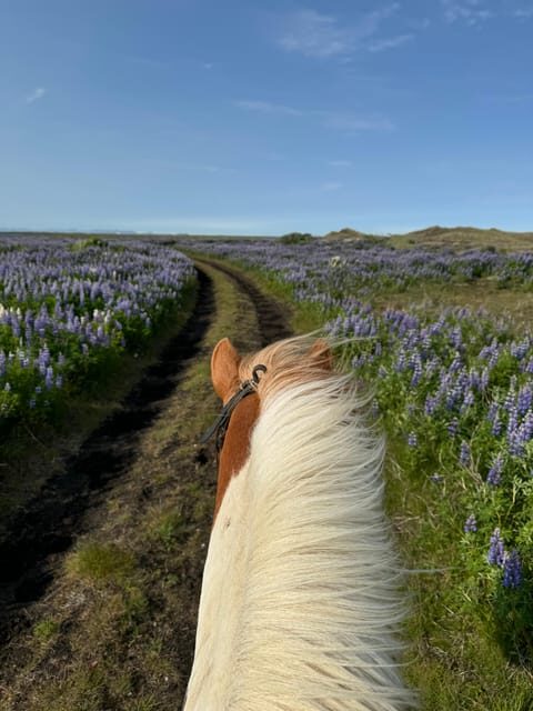 southern Iceland: Black beach riding tour - What Past Participants Say