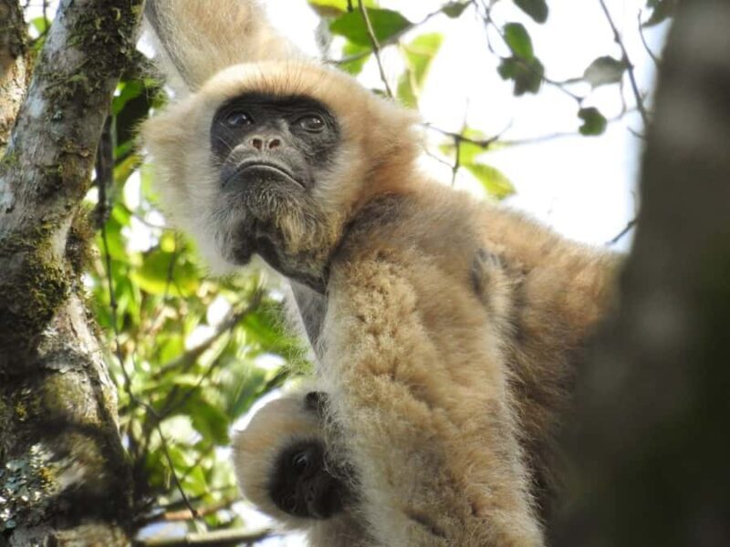 Southern Muriqui ExpeditionThe largest primate in Americas - A Detailed Look at the Southern Muriqui Expedition