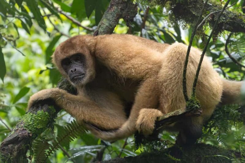 Southern Muriqui ExpeditionThe largest primate in Americas - Final Thoughts