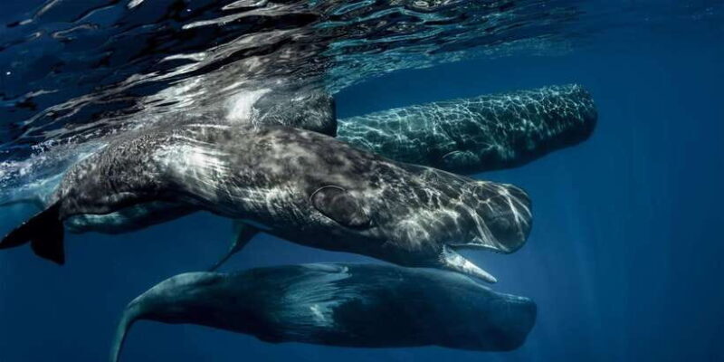 Southern Sri Lanka: Sea, Sand & Marine Life 2-Day Tour - FAQ