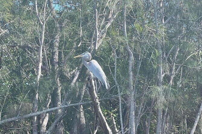 Space Coast Manatee & Coastal Wildlife Kayak Tour - Discovering the Indian River Lagoon: A Closer Look