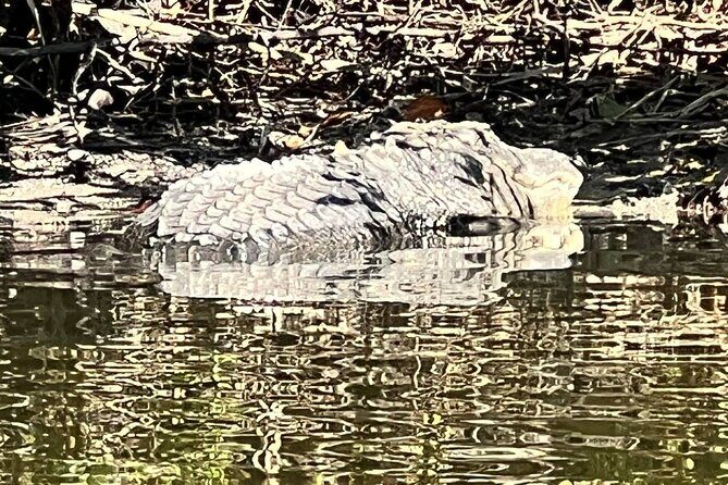 Space Coast Manatee & Coastal Wildlife Kayak Tour - Pricing and Overall Value