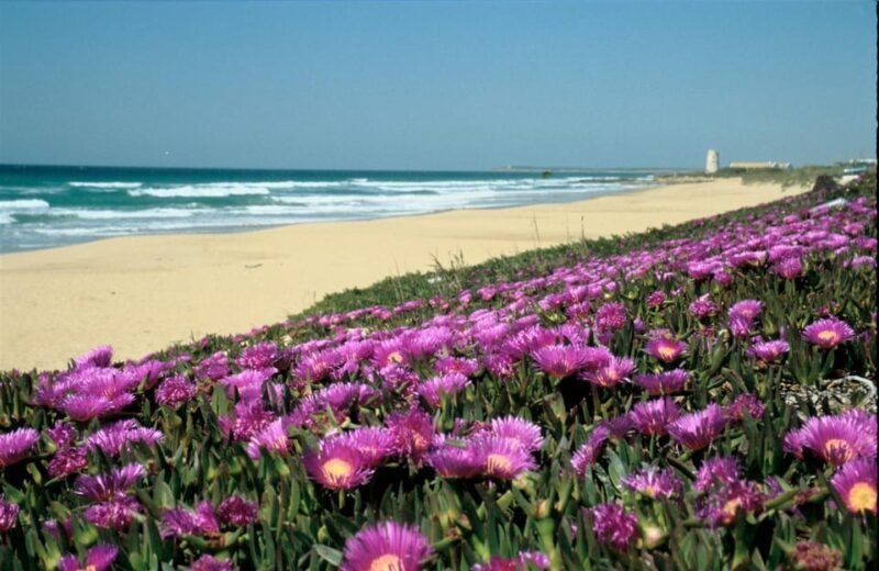 Spain's Best Beaches: Day-Trip from Seville - Final Thoughts